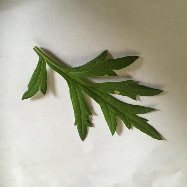 File:Artemia vulgaris leaf.jpg