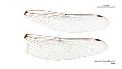 Austroaeschna subapicalis male wings (34888961472).jpg