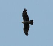 Ayres's Hawk-eagle flight mabira jan06.jpg