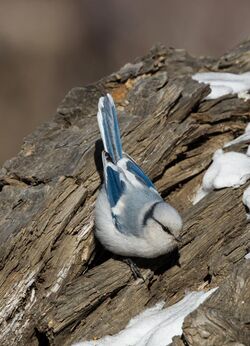 Azure Tit - Parus cyanus.jpg