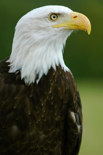 File:Bald Eagle - "Helga" - Haliaeetus leucocephalus2.jpg