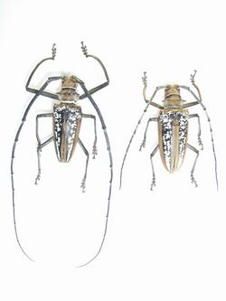 Batocera wallacei Pair.JPG