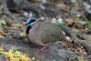 Blue-headed quail dove (Starnoenas cyanocephala).JPG