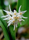 Bulbophyllum stenobulbon - Flickr 003 - cropped.jpg