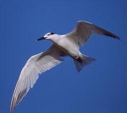 Cabot's Tern in Flight.jpg