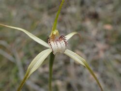 Caladenia christineae labellum.jpg