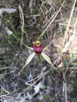 Caladenia montana.jpg