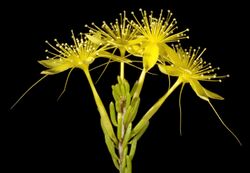 Calytrix flavescens - Flickr - Kevin Thiele.jpg