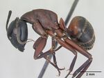 Camponotus ligniperda casent0173649 profile 1.jpg