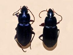 Carabidae - Poecilus quadricollis.JPG