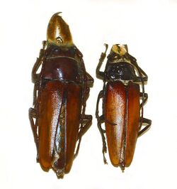 Cerambycidae - Callipogon barbatus.JPG