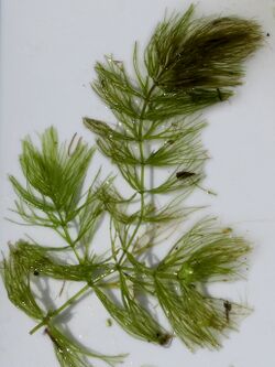 Ceratophyllum echinatum iNat-9779405 (3x4).jpg