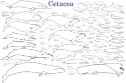 Cetaceans.svg