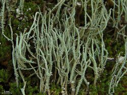 Cladonia subradiata - Flickr - pellaea.jpg