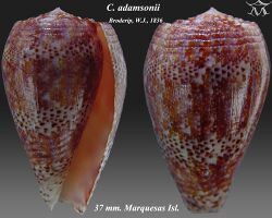 Conus adamsonii 2.jpg