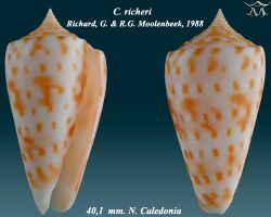 Conus richeri1.jpg
