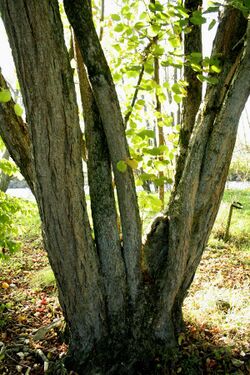 Corylus chinensis JPG1c.jpg