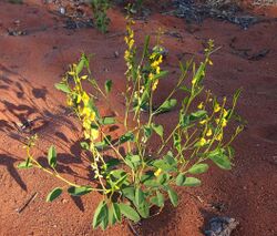 Crotalaria novae-hollandiae habit.jpg