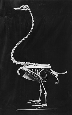 Cygnus chathamensis mounted skeleton.jpg