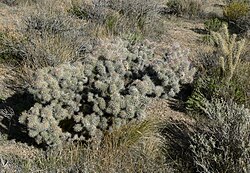 Cylindropuntia echinocarpa 7.jpg