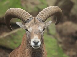 Cypriot Male Mouflon.jpg