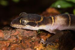 Cyrtodactylus albofasciatus - Close-up - Shreeram M V - Jog, Karnataka, India.jpg