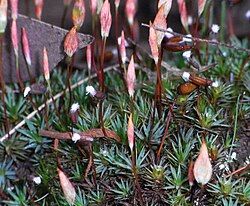 Dawsonia longiseta.jpg