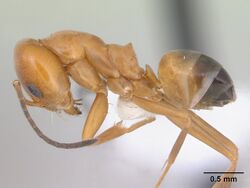 Dorymyrmex paranensis casent0173850 profile 1.jpg