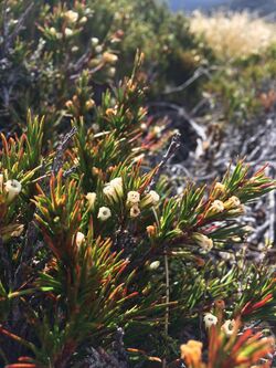 Dracophyllum rosmarinifolium.jpg