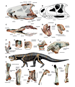 Dynamosuchus material.png