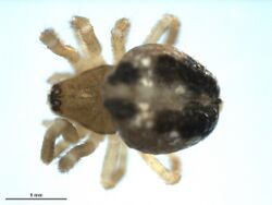 Enoplognatha caricis 2.jpg