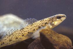 Etheostoma nigrum.jpg