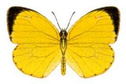 Eurema herla (ento-csiro-au).jpg