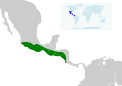 Glossophaga leachii map.svg