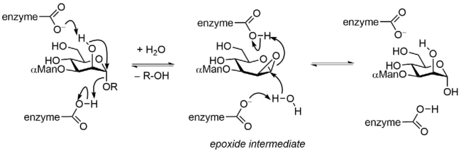 Glycosidase neighboring epoxide 1.png