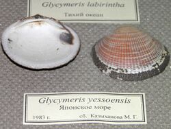 Glycymeris yessoensis.jpg