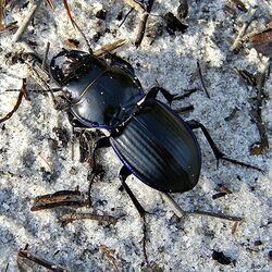 Ground Beetle (Pasimachus sublaevis) (6058709826).jpg