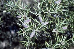 Hakea collina.jpg