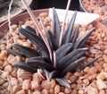 Haworthia sordida - RSA 4.jpg