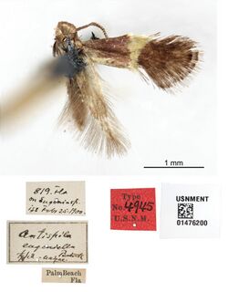 Heliozela eugeniella (10.3897-zookeys.957.53908) Figure 107.jpg