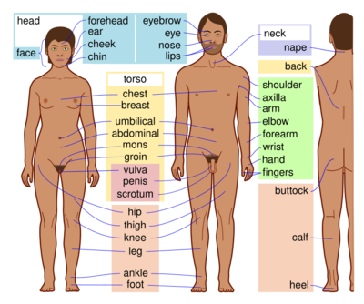 Human body features-en dark skin.svg