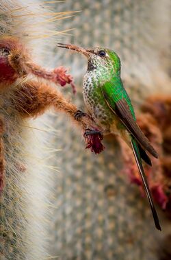 Hummingbird (132680679).jpeg