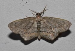 Hypagyrtis brendae - Brenda's Hypagyrtis Moth (15182306442).jpg