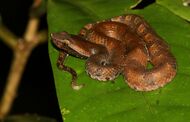 Hypnale zara is a venomous pitviper species endemic to Sri Lanka.jpg