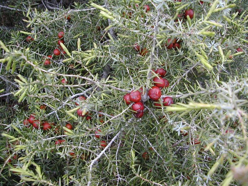 File:Juniperus oxycedrus.jpg