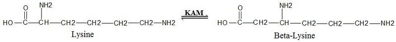 File:KAM Labeled reaction1.jpg