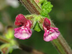 Lamiaceae - Salvia viscosa.JPG