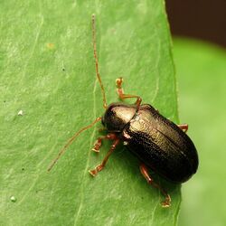Leaf Beetle - Flickr - treegrow (4).jpg