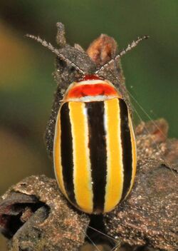 Leaf Beetle - Kuschelina floridana, Okaloacoochee Slough State Forest, Felda, Florida - 31610537722.jpg