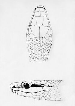 Leptophis modestus (Head).jpg